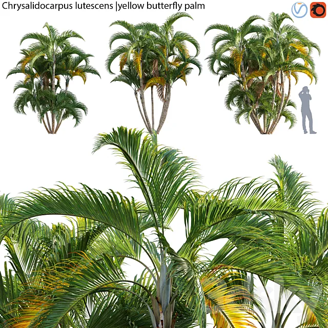Chrysalidocarpus lutescens – yellow butterfly palm – 02 3D Model