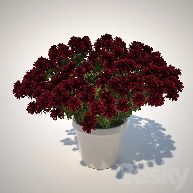 Chrysanthemum 3DModel