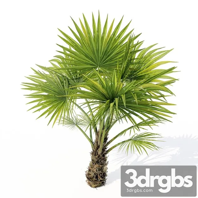 Chuniophoenix Hainanensis 02