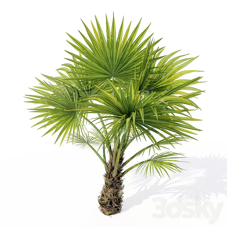 Chuniophoenix_hainanensis_02 3D Model