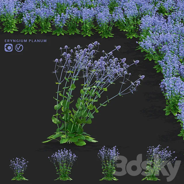 Cinegolovnik flat-leaved flowers | Eryngium planum 3D Model