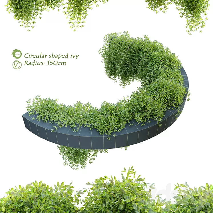 Circular shaped ivy 3D Model