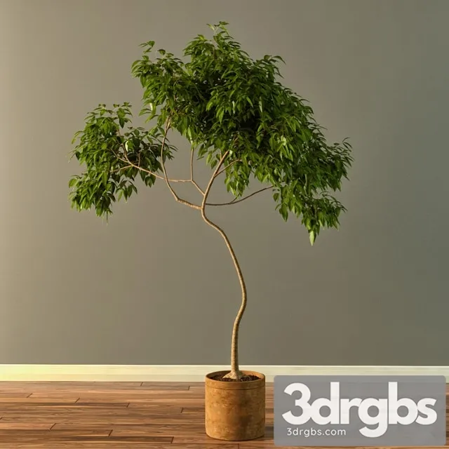 Claypot Tree 3D Model Download