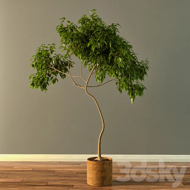 Claypot Tree 3DModel Claypot Tree 3DModel
