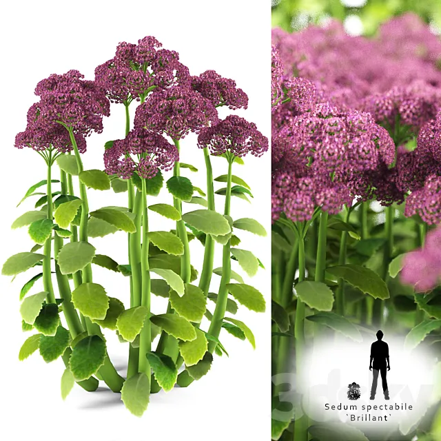 Cleansing visible | Sedum spectabile `Brillant` 3DModel Cleansing visible | Sedum spectabile `Brillant` 3DModel