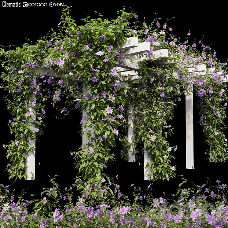 Clematis 03 3D Model