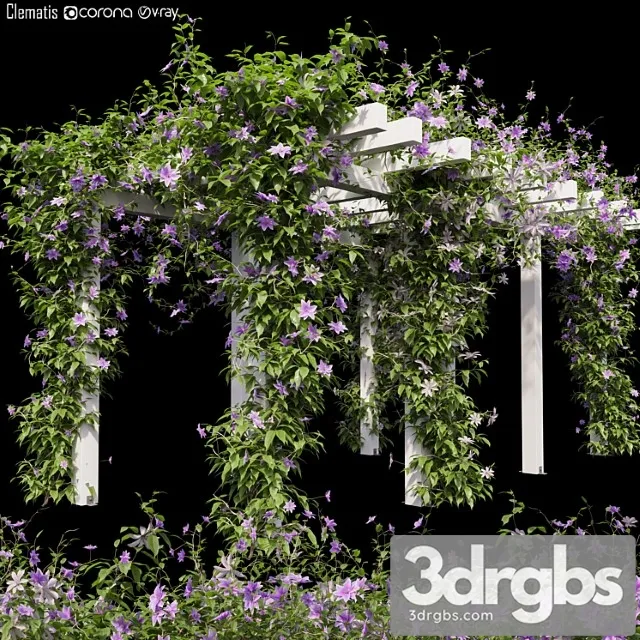 Clematis 03 Clematis 03