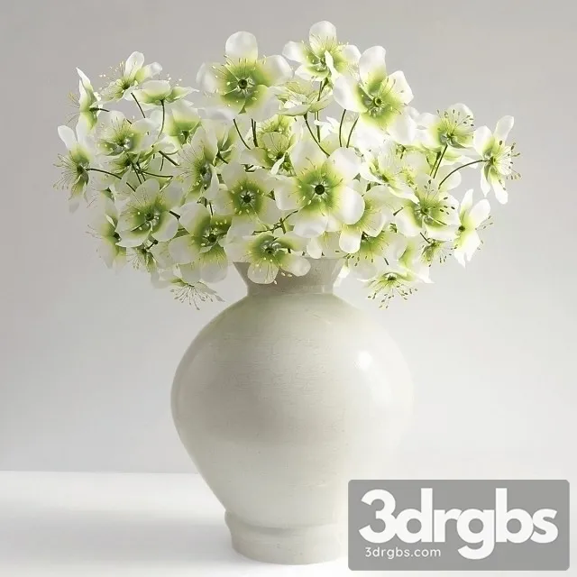 Clematis Marmoraria 3D Model Download Clematis Marmoraria 3D Model Download