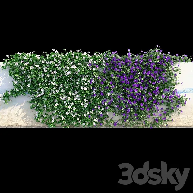 Clematis on the wall 3D Model Clematis on the wall 3D Model