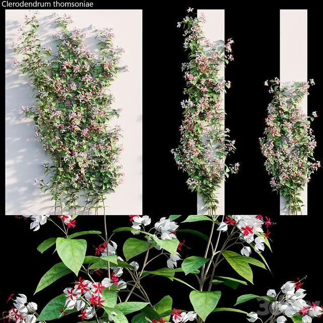 Clerodendrum 02 3D Model Clerodendrum 02 3D Model