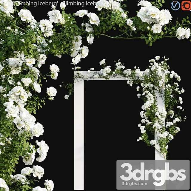 Climbing iceberg rose 01 Climbing iceberg rose 01