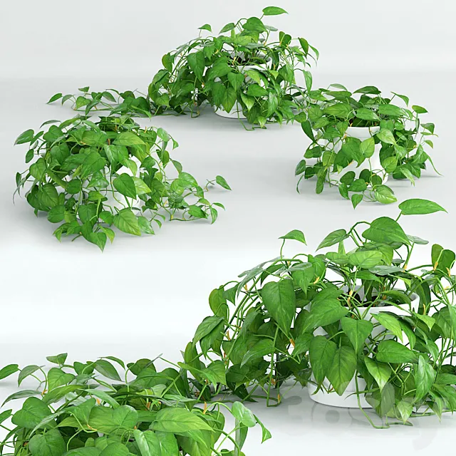 Climbing plant 1 3DModel Climbing plant 1 3DModel