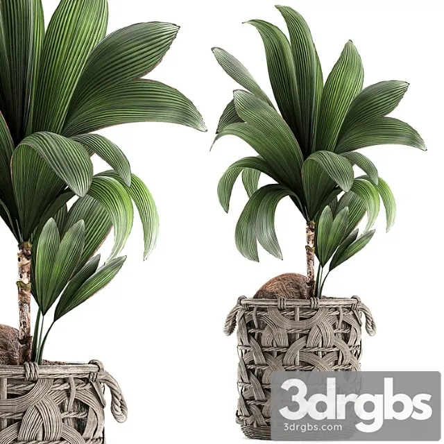 Coconut Newcifera 663 Small Coconut Tree Basket Rattan Wicker Eco Design Natural Decor 3D Model Download