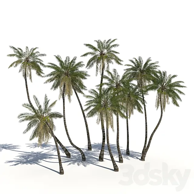 Coconut Palms + animation 3DModel Coconut Palms + animation 3DModel