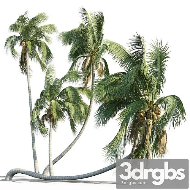 Cocos Nucifera Coconut Tree 3D Model Download