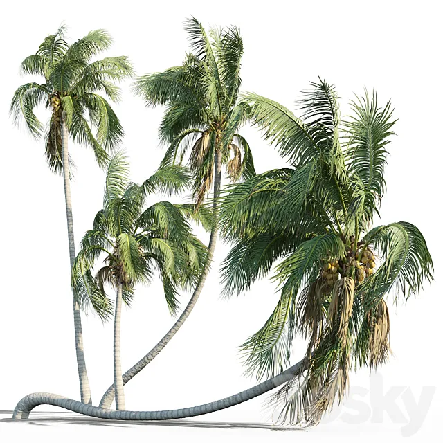 Cocos nucifera (coconut tree) 3D Model