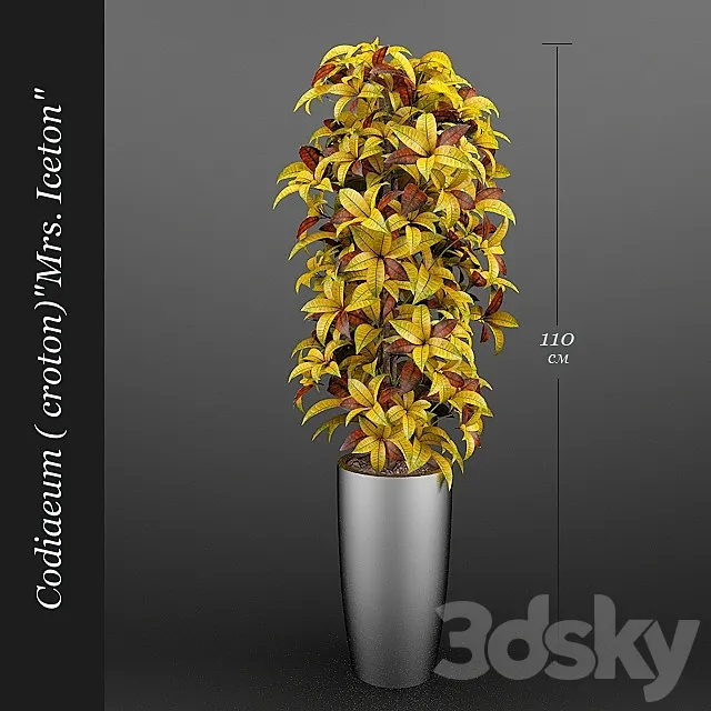 Codiaeum (Croton) Ajston 3DModel Codiaeum (Croton) Ajston 3DModel