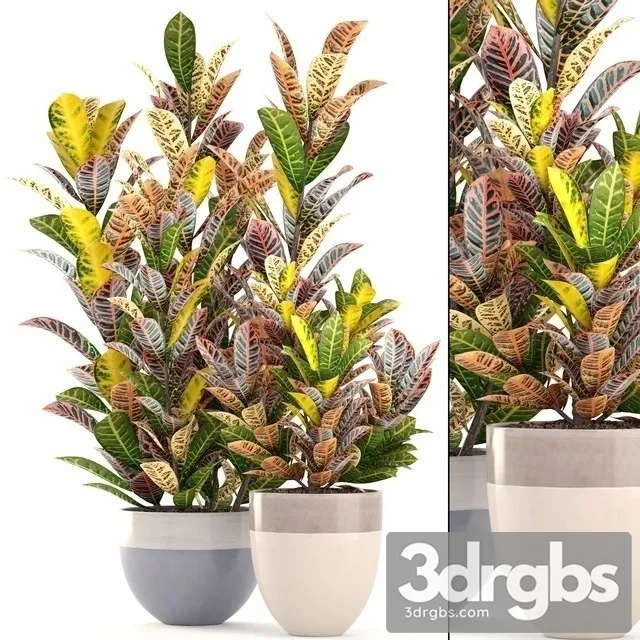 Codiaeum Variegatum 3D Model Download