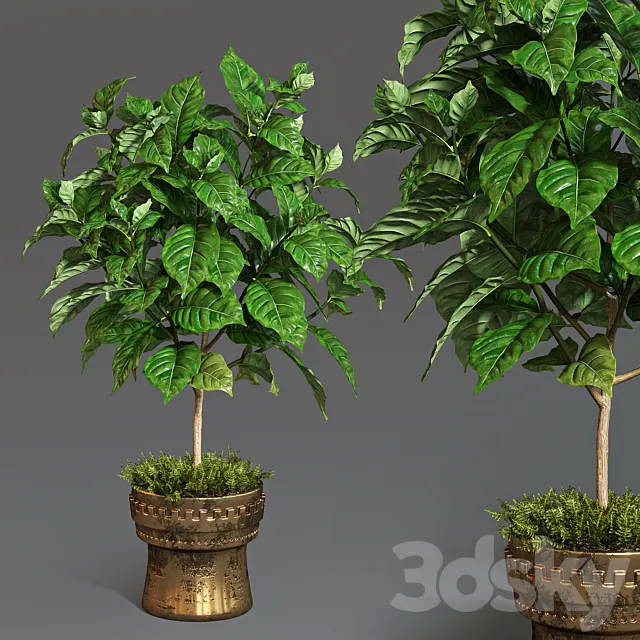 Coffee tree 3DModel Coffee tree 3DModel