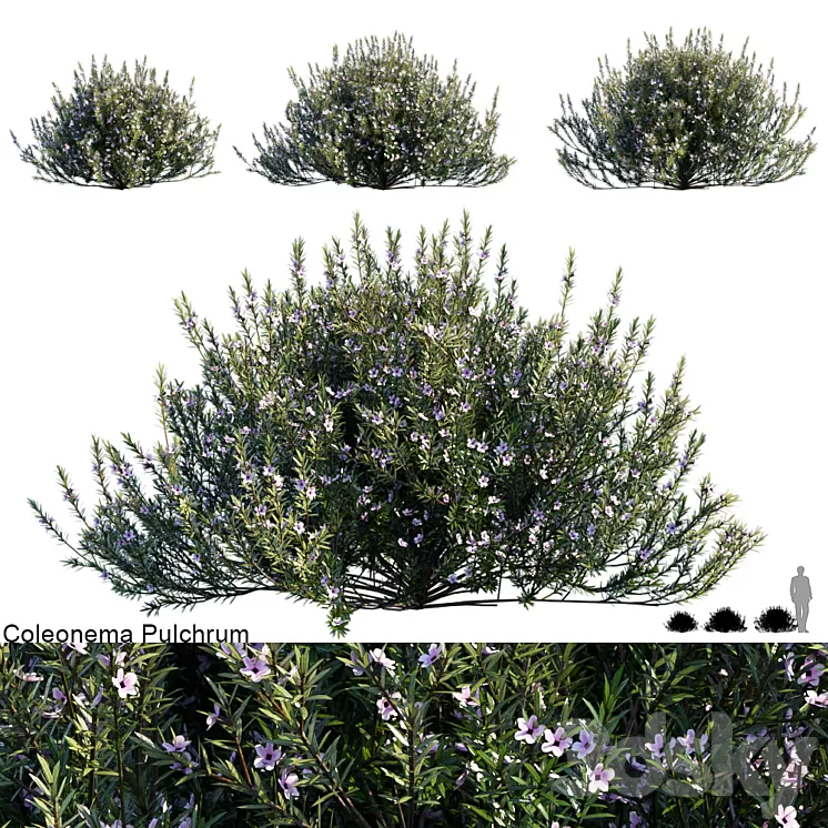 Coleonema Pulchrum | Breath of heaven 3D Model Coleonema Pulchrum | Breath of heaven 3D Model