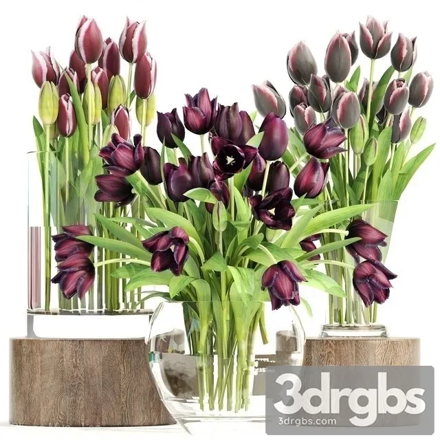 Collection Flowers Tulips 3D Model Download Collection Flowers Tulips 3D Model Download
