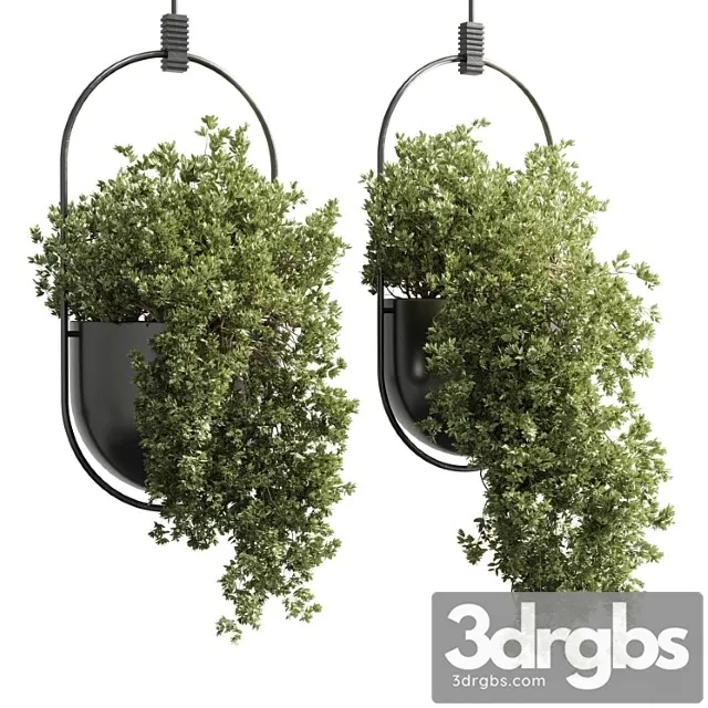 Collection Indoor Outdoor Indoor Plants Hanging Pot 15 Metal Bax Vase Corona 3D Model Download
