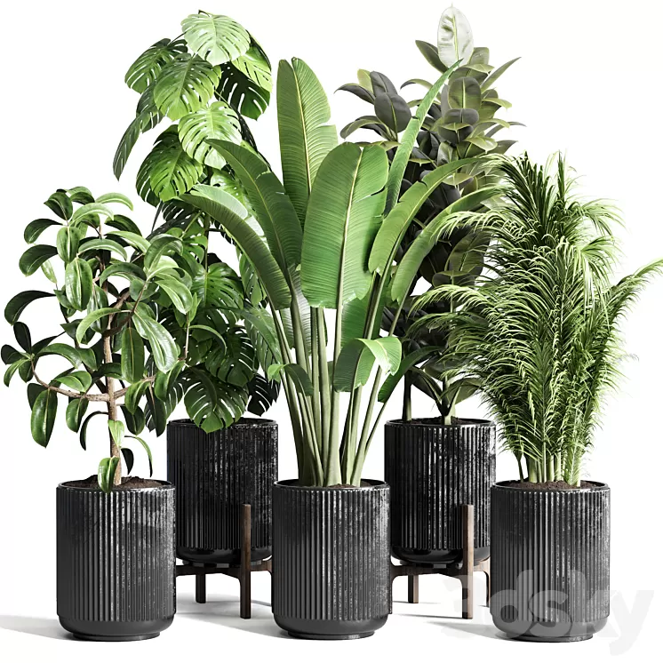 Collection indoor plant 110 pot plant ravenala ficus rubbery monstera palm concrete dirt vase 3D Model Free Download