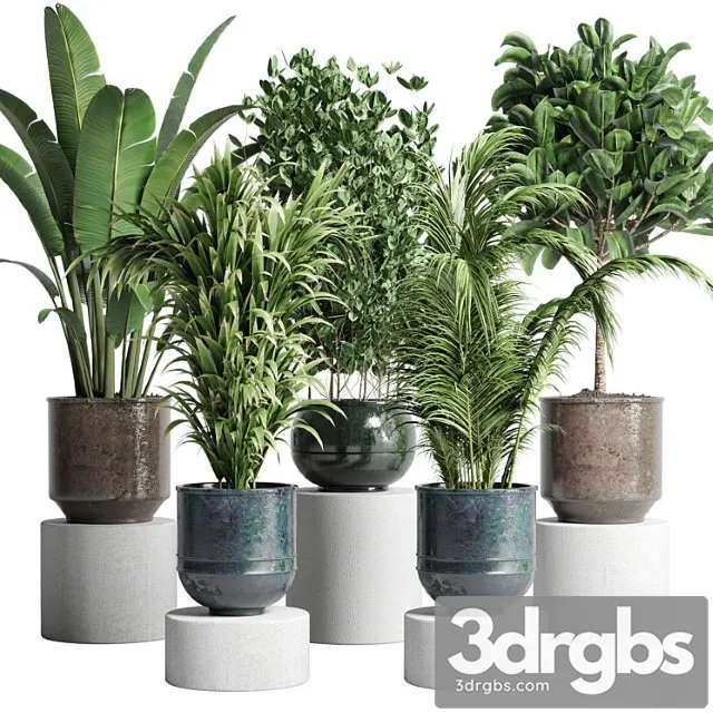 Collection Indoor Plant 115 Metal Dirt Old Vase Handmade Pot Plant Ravenala Ficus Rubbery Palm 3D Model Download