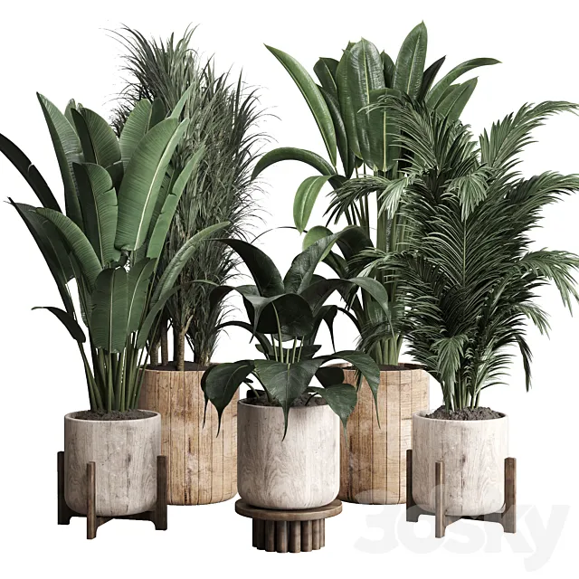 Collection indoor plant 174 pot plant ficus rubbery palm ravenala wooden vase 3D Model Collection indoor plant 174 pot plant ficus rubbery palm ravenala wooden vase 3D Model