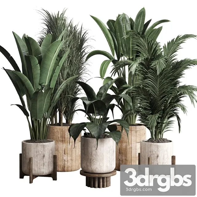 Collection Indoor Plant 174 Pot Plant Ficus Rubbery Palm Ravenala Wooden Vase 3D Model Download