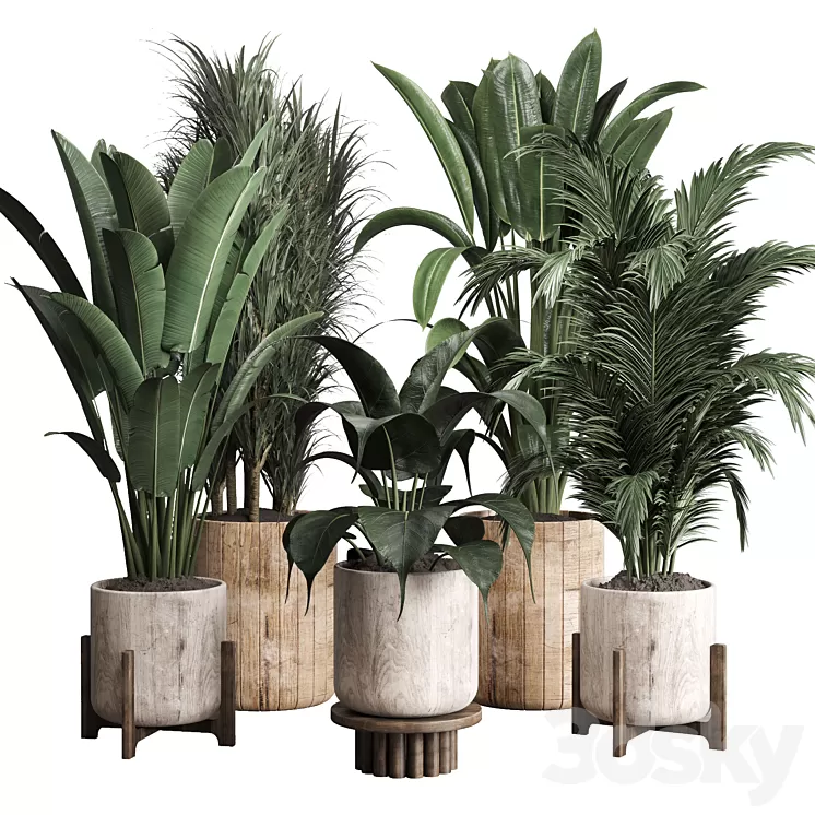 Collection indoor plant 174 pot plant ficus rubbery palm ravenala wooden vase 3D Model Free Download