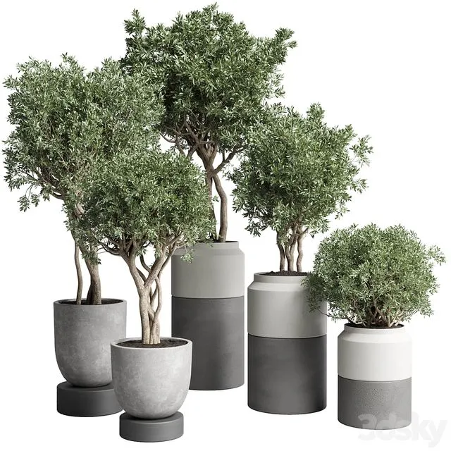 Collection Indoor plant 189 concrete dirt vase pot Tree 3D Model Collection Indoor plant 189 concrete dirt vase pot Tree 3D Model