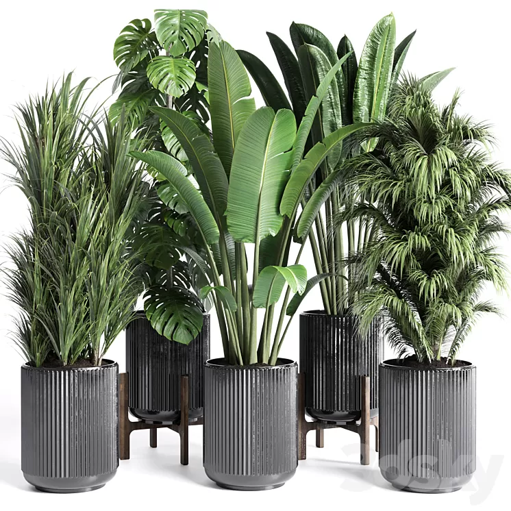 Collection indoor plant 201 plant 3D Model Free Download