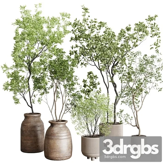 Collection indoor plant 227 Collection indoor plant 227