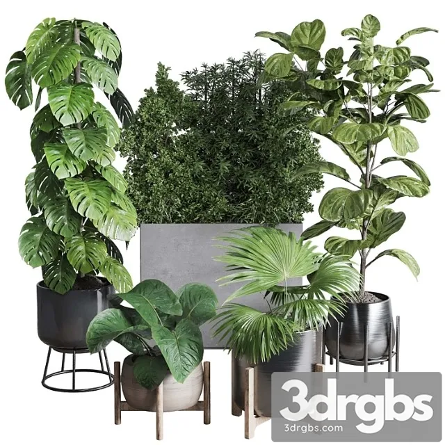 Collection indoor plant 251 ficus lyrata monstera palm in a wooden and metal pot Collection indoor plant 251 ficus lyrata monstera palm in a wooden and metal pot