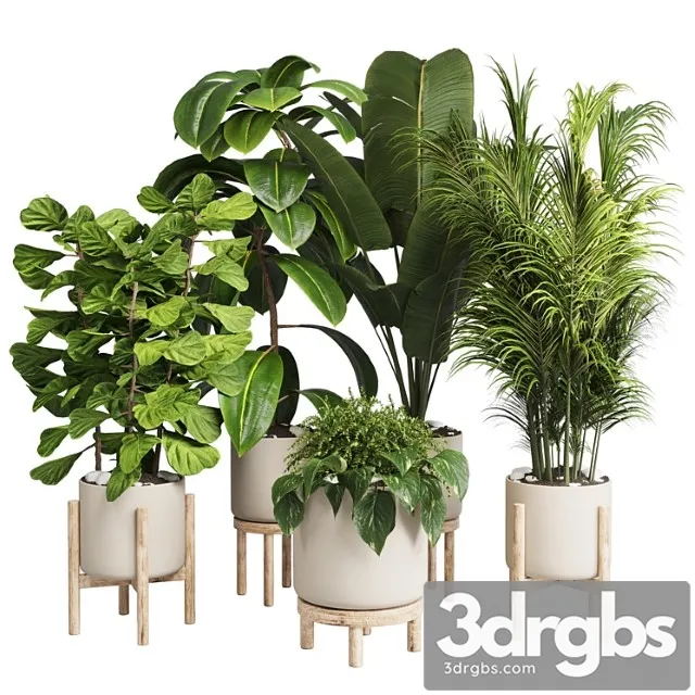 Collection indoor plant 30 -wood vase Collection indoor plant 30 -wood vase