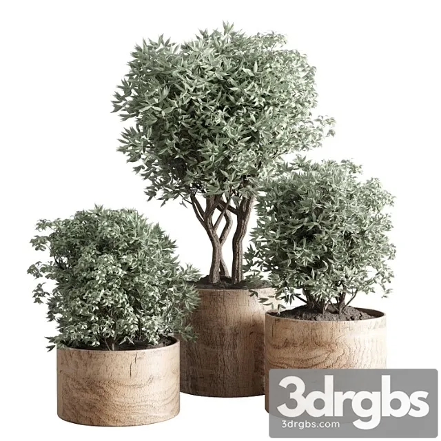 Collection Indoor Plant 42 Wood Vase 3D Model Download