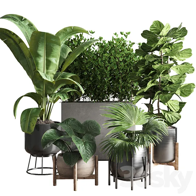 collection Indoor plant 43 vase 3D Model collection Indoor plant 43 vase 3D Model