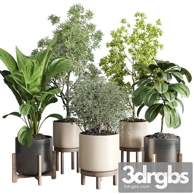 Collection indoor plant 48 vase wood Collection indoor plant 48 vase wood