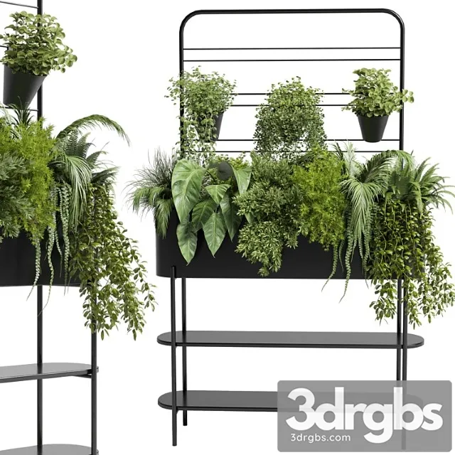 Collection indoor plant 69 auckland black metal flower box plant ivy fern pots Collection indoor plant 69 auckland black metal flower box plant ivy fern pots