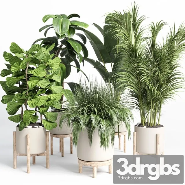Collection indoor plant 73 pot grass palm plant wood vase pot Collection indoor plant 73 pot grass palm plant wood vase pot