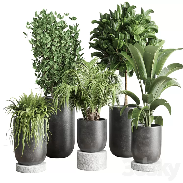 collection Indoor plant 78 pot tree plant palm concrete vase 3D Model