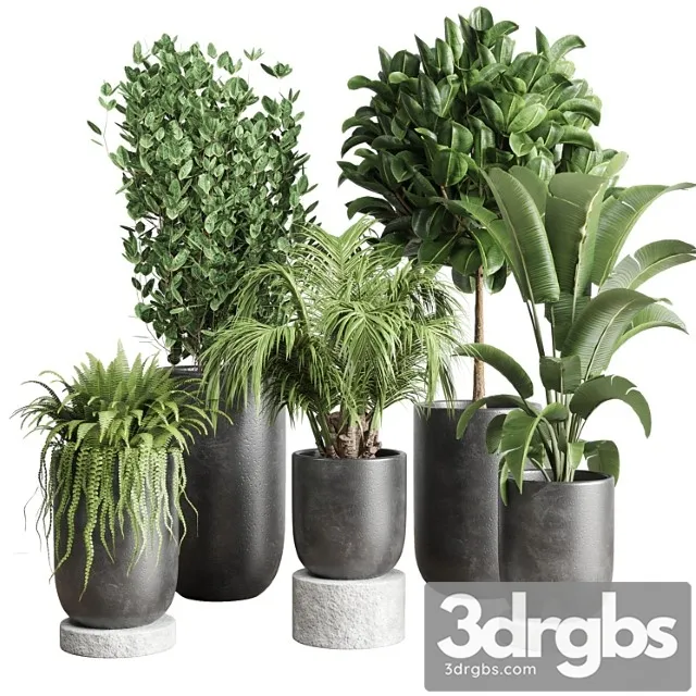 Collection indoor plant 78 pot tree plant palm concrete vase Collection indoor plant 78 pot tree plant palm concrete vase