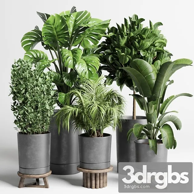 Collection indoor plant 91 concrete vase pot palnt palm tree plant monstera Collection indoor plant 91 concrete vase pot palnt palm tree plant monstera