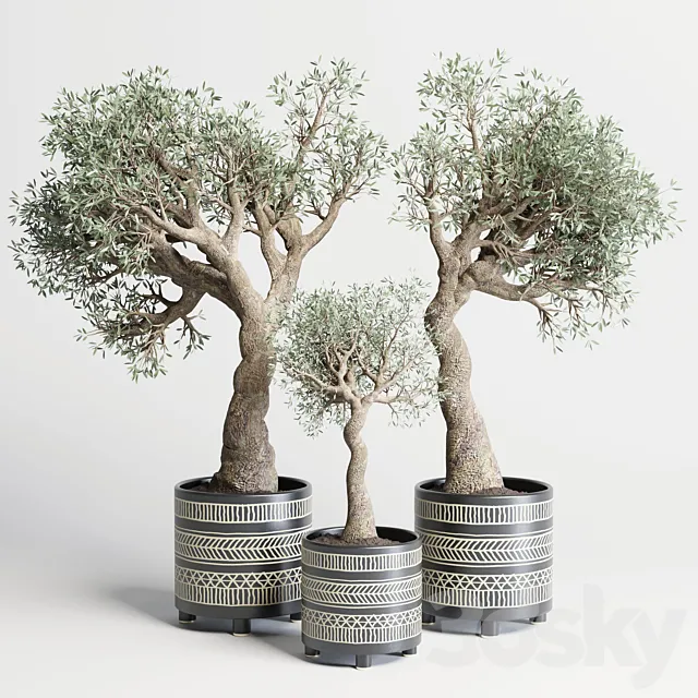 collection Indoor plant 99 vase handmade pottery-family tree old olive pot 3DModel