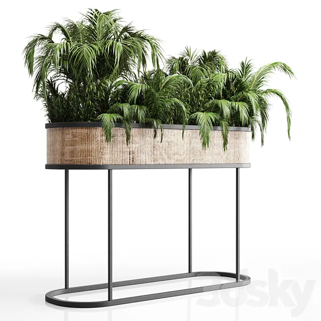collection Indoor plant palm 40-bax wood vase 3D Model collection Indoor plant palm 40-bax wood vase 3D Model