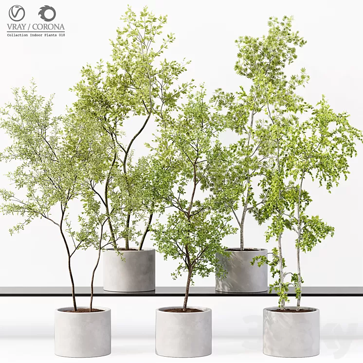 Collection Indoor Plants 018 3D Model Free Download