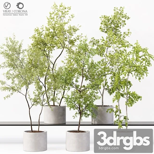 Collection indoor plants 018 Collection indoor plants 018