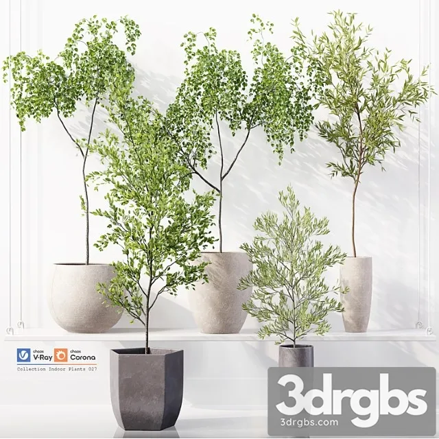 Collection indoor plants 027 Collection indoor plants 027