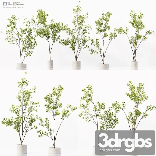 Collection indoor plants 033 Collection indoor plants 033